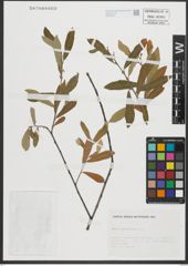 Foto von Salix salviifolia Brot.